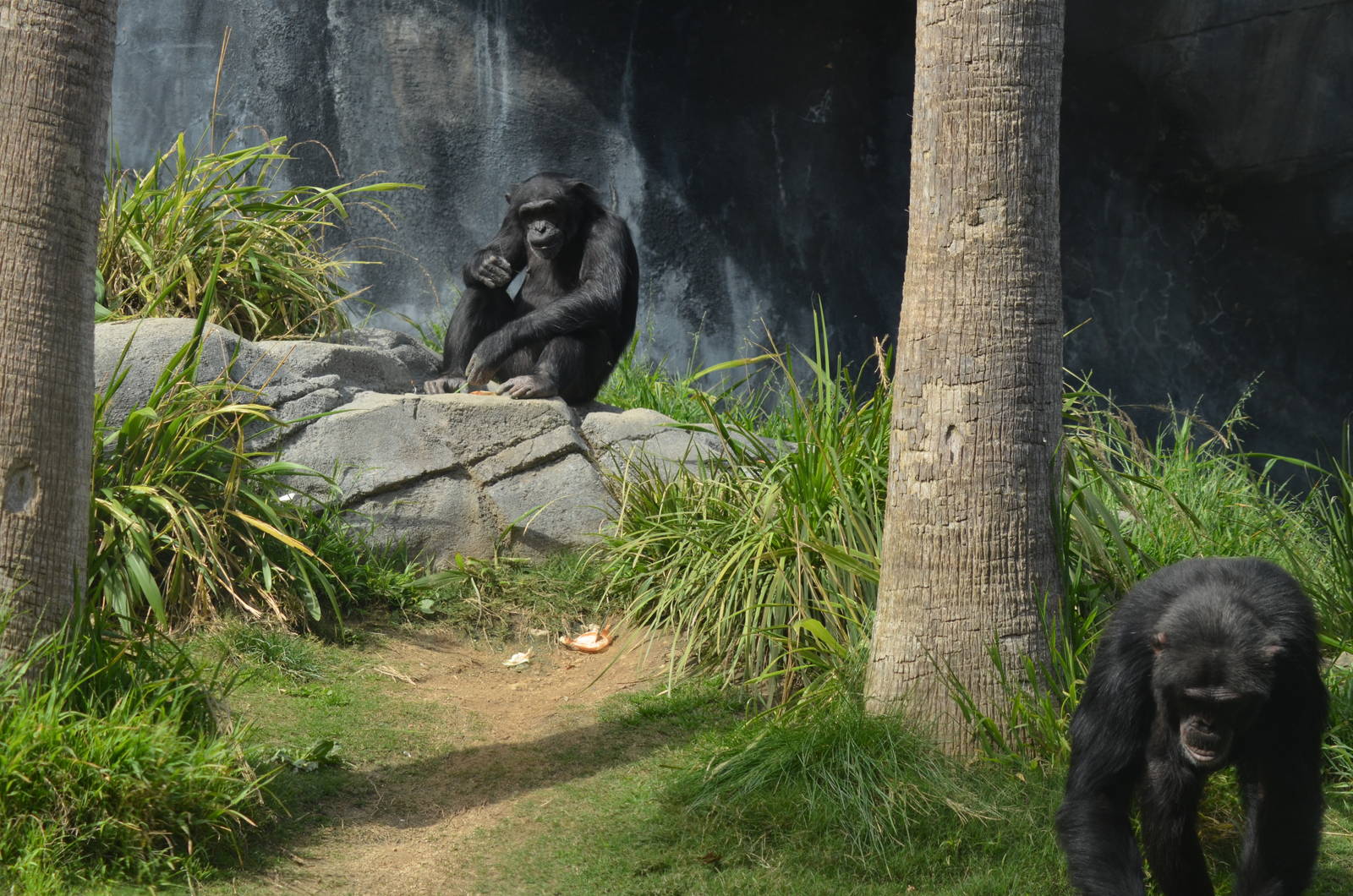 Chimpanzees of the Mahale Mountains