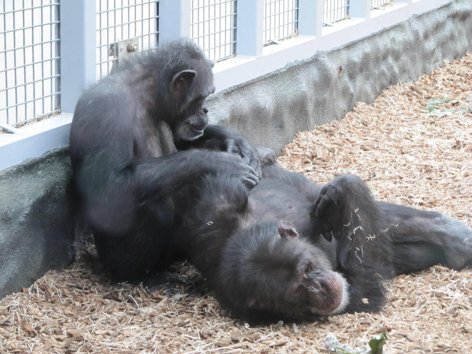 Chimpanzees on 06/08/2016