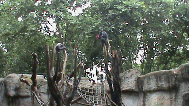 Chimpanzees on a high climbing structure