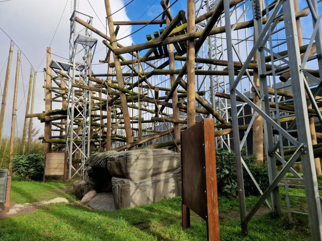 Chimpanzees outdoor exhibit