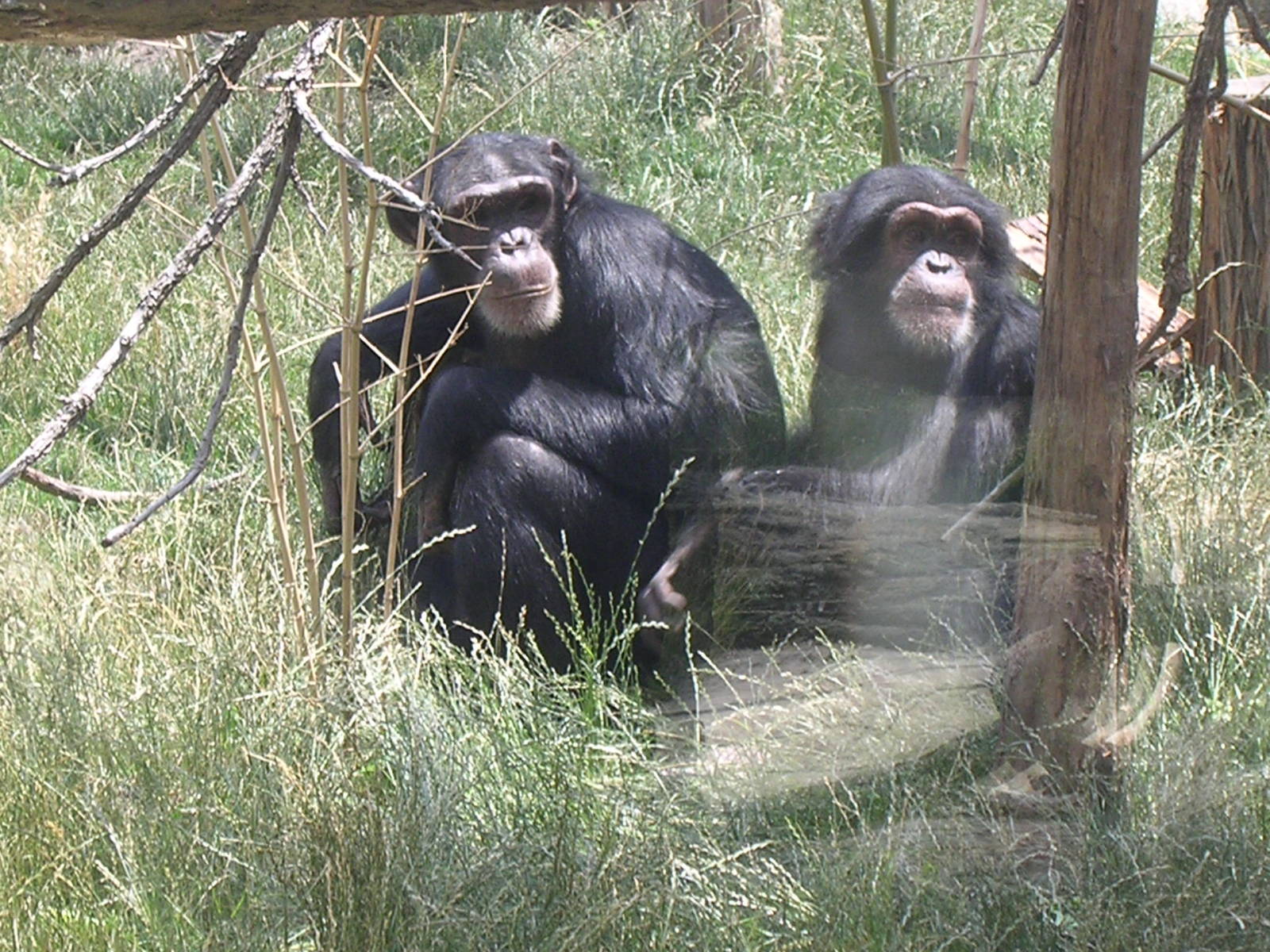 Chimpanzees outside