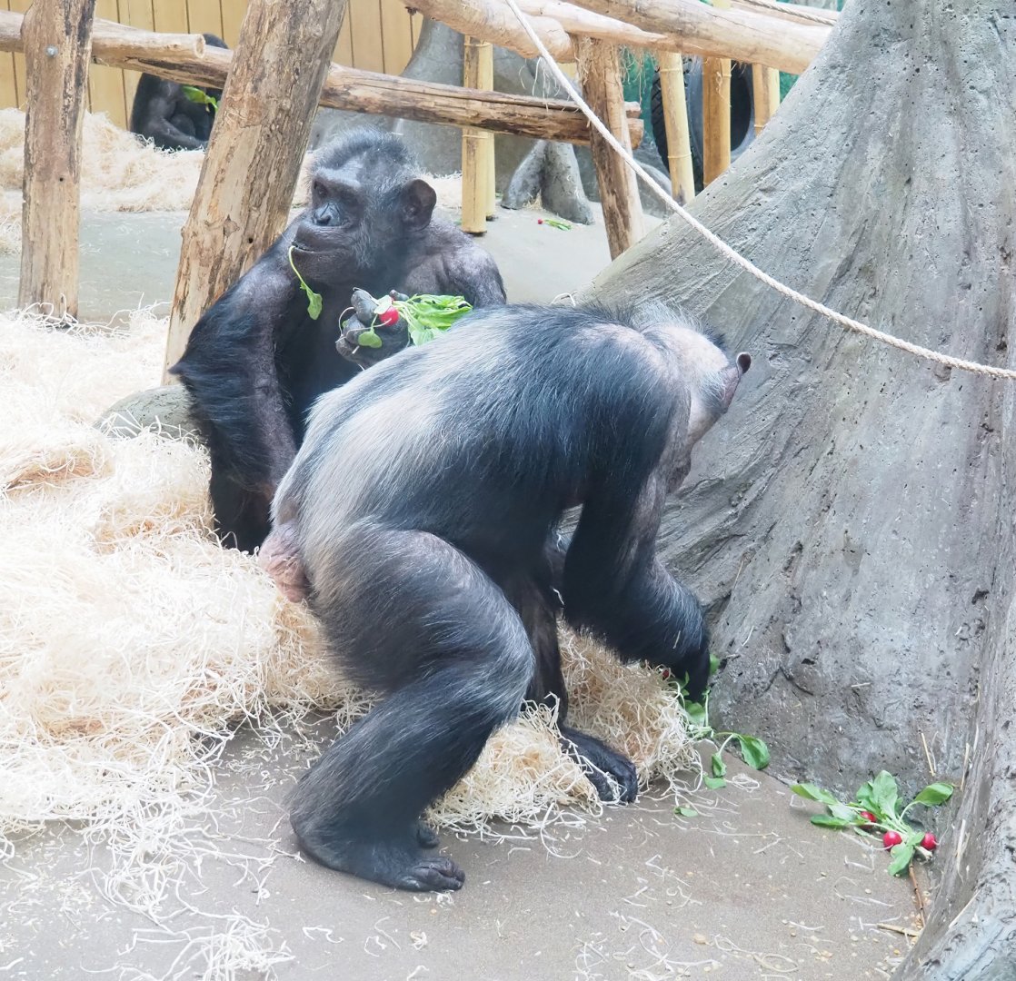 Chimpanzees (Pan troglodytes), 2023-04-08