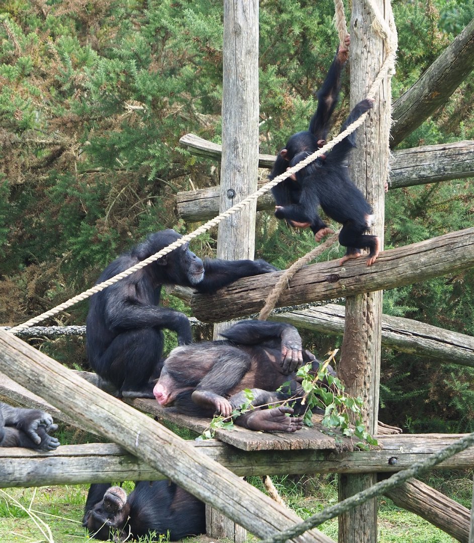 Chimpanzees (Pan troglodytes), 2023-08-15