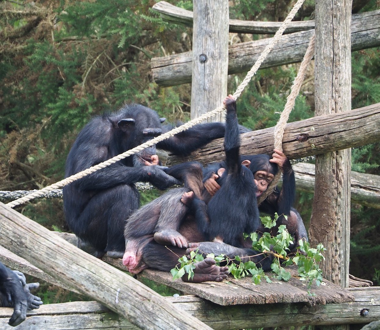 Chimpanzees (Pan troglodytes), 2023-08-15