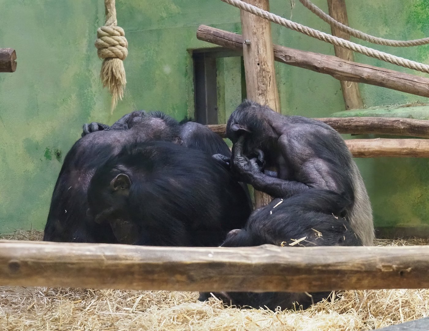 Chimpanzees (Pan troglodytes), 2024-02-17