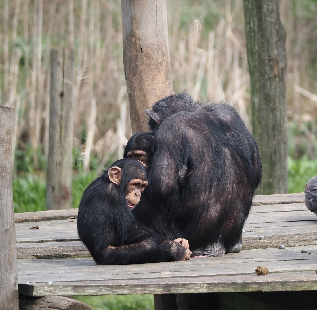 Chimpanzees (Pan troglodytes), 2024-04-06