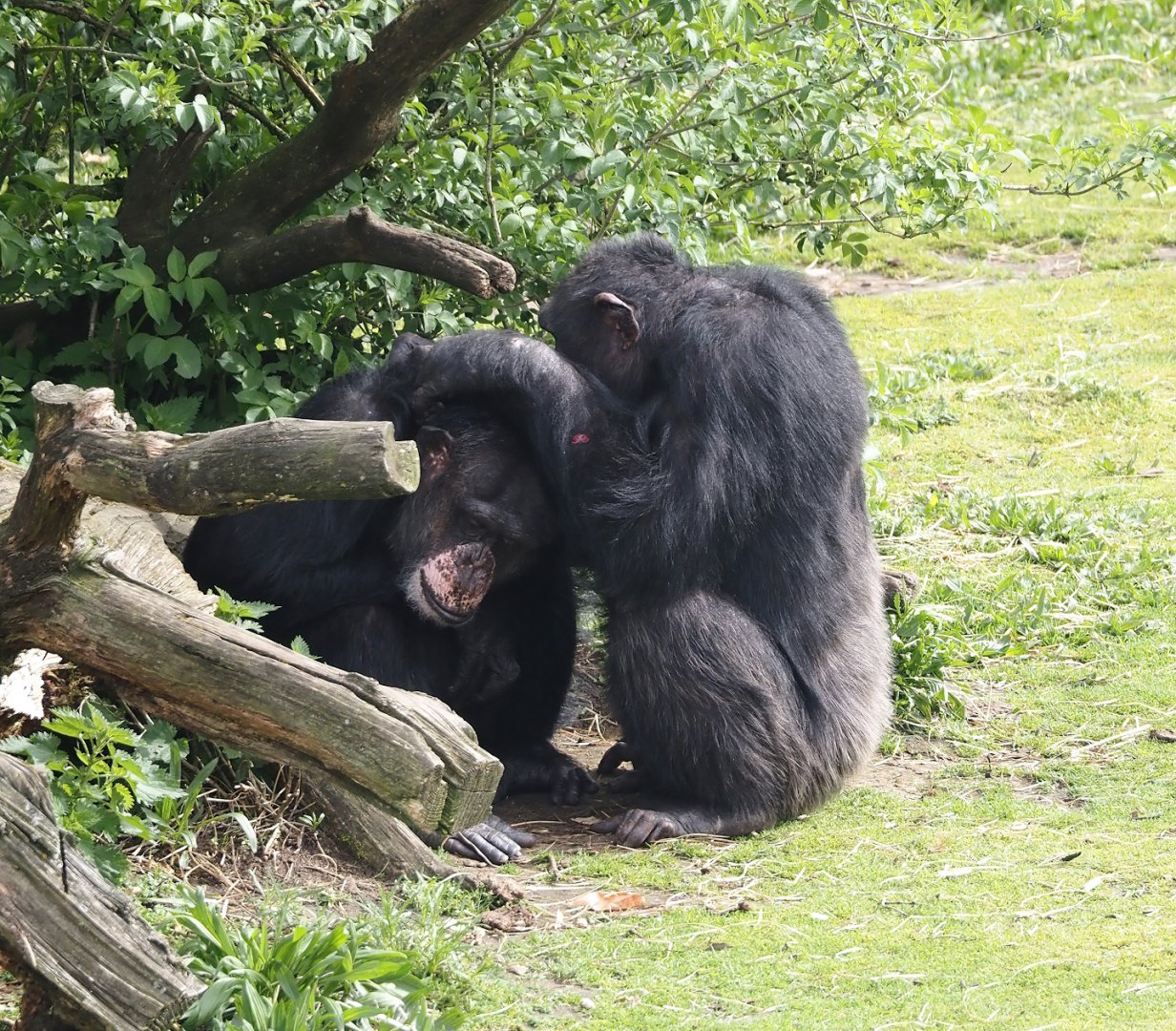 Chimpanzees (Pan troglodytes), 2024-04-06