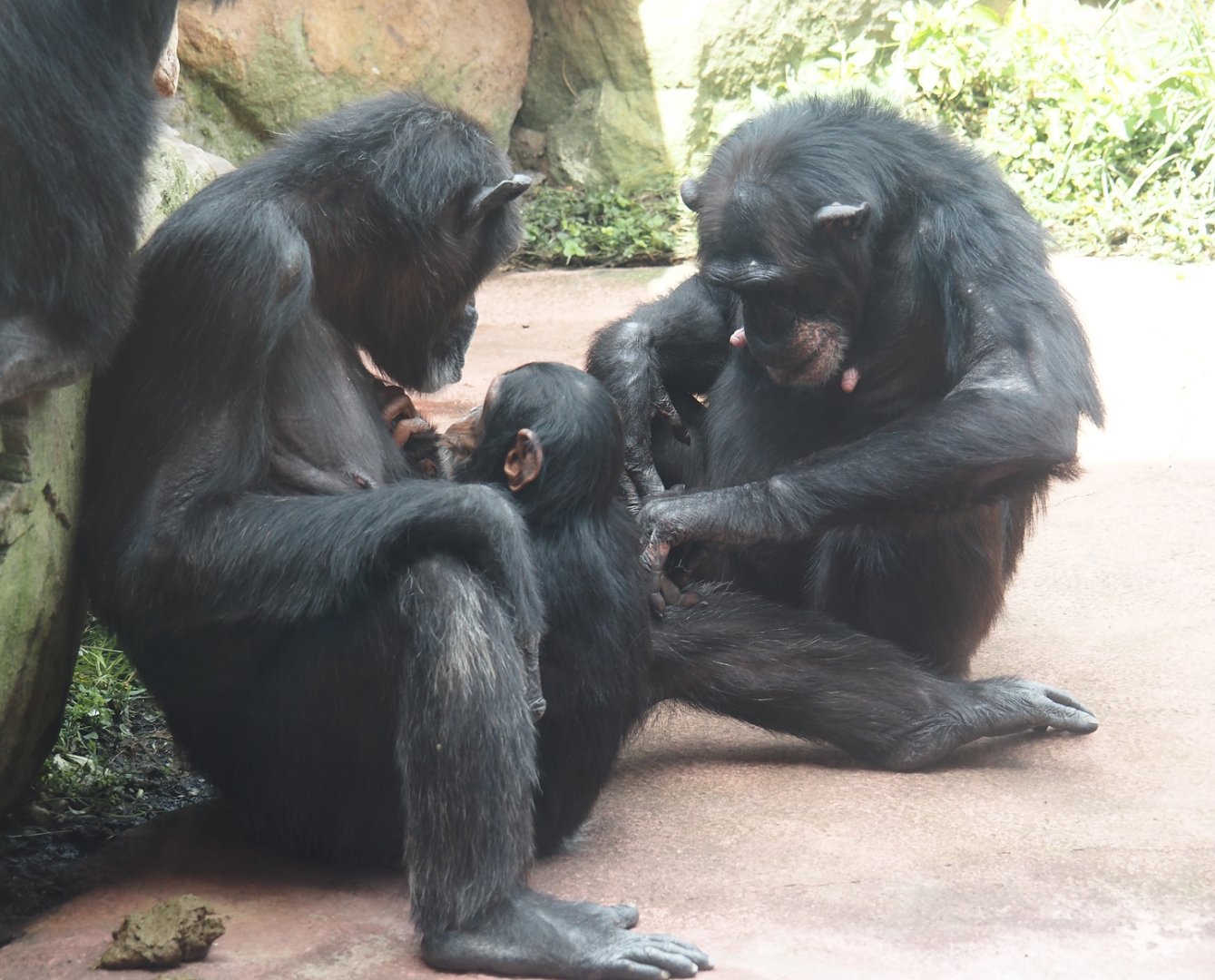 Chimpanzees (Pan troglodytes), 2024-08-05