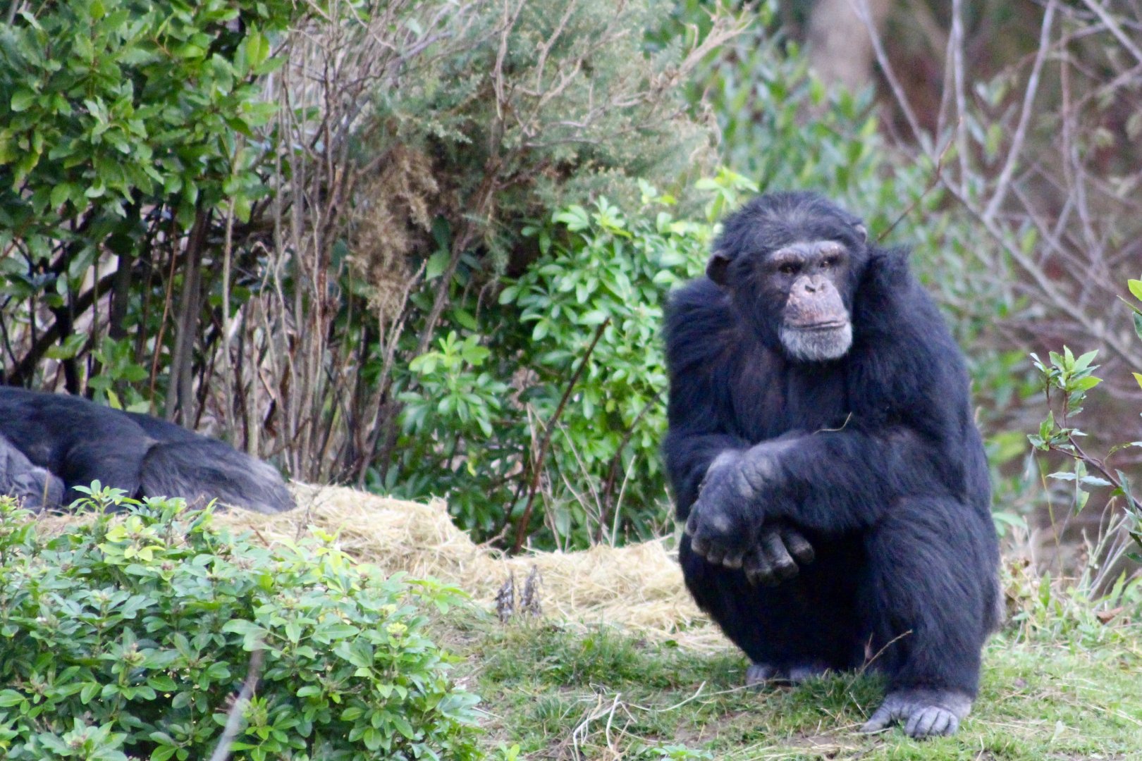 Chimpanzees (Pan troglodytes) at Dublin Zoo - 27/12/2021