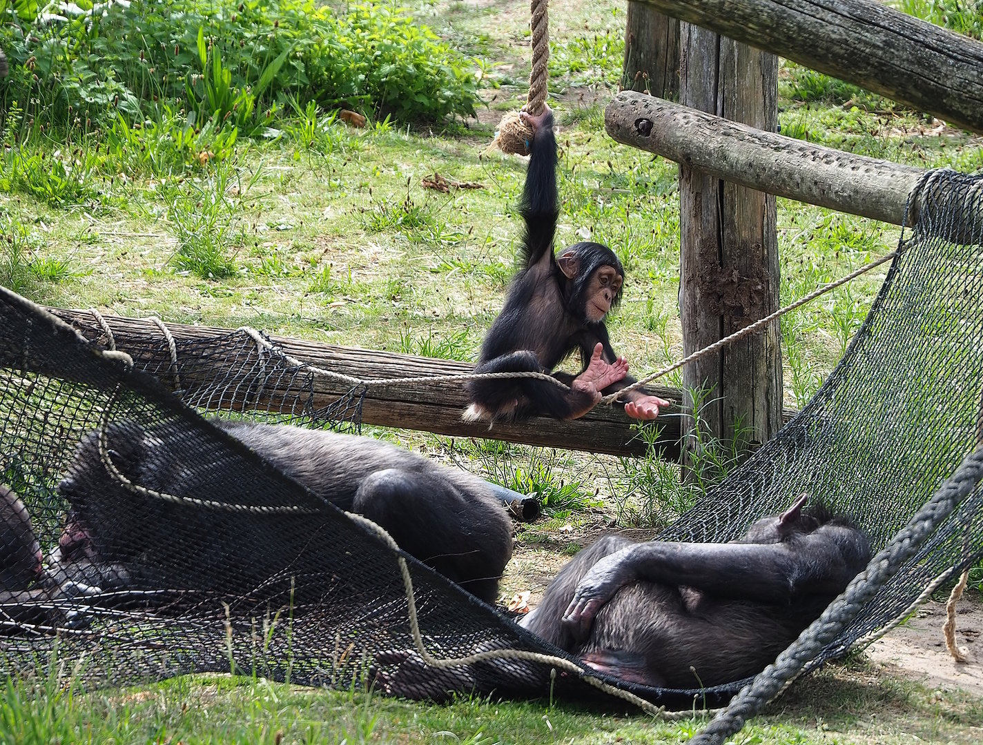 Chimpanzees (Pan troglodytes verus), 2022-06-12