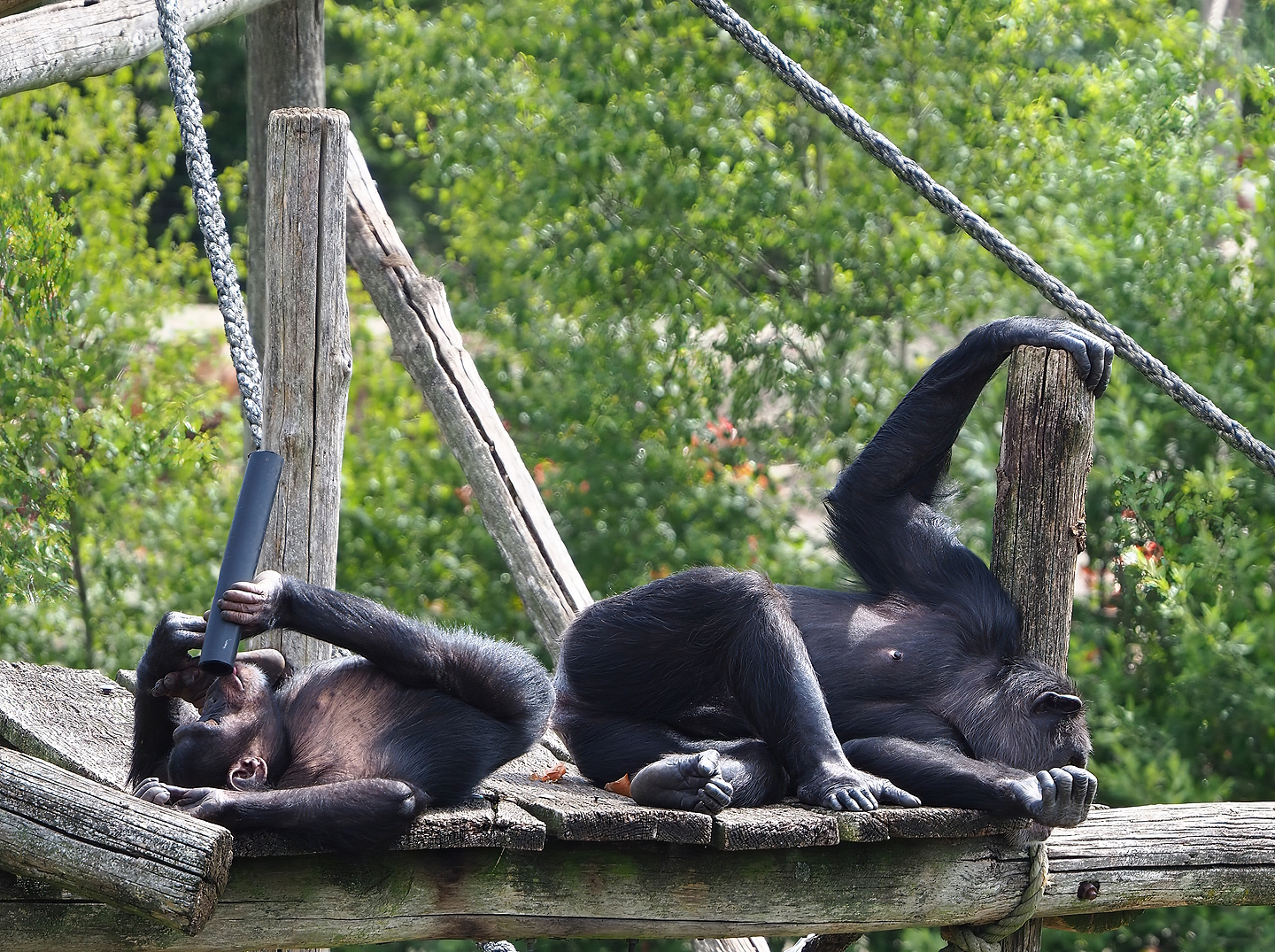 Chimpanzees (Pan troglodytes verus), 2022-06-12