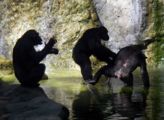 Chimpanzees (Pan troglodytes)