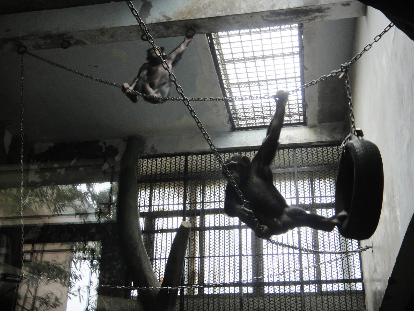 Chimpanzees (Pan troglodytes)