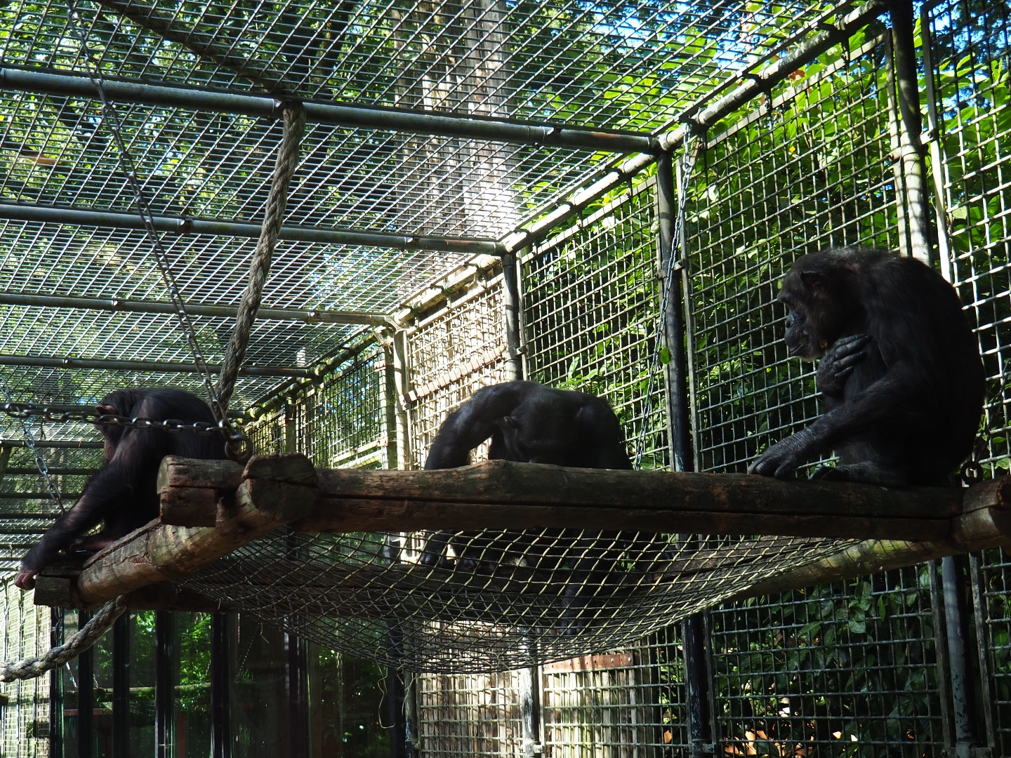 Chimpanzees (Pan troglodytes)