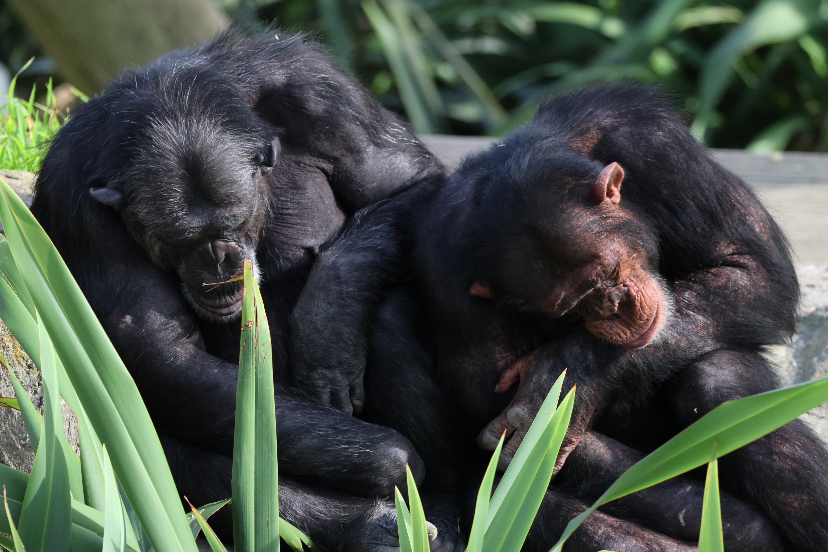 Chimpanzees (Pan troglodytes)