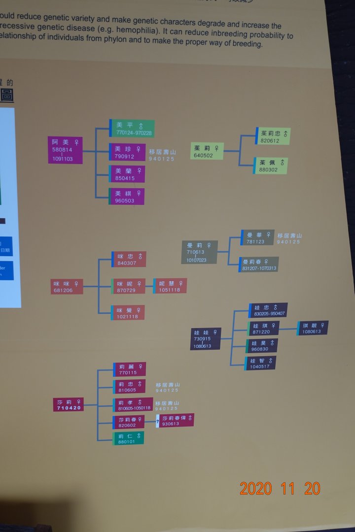Chimpanzees Pedigree