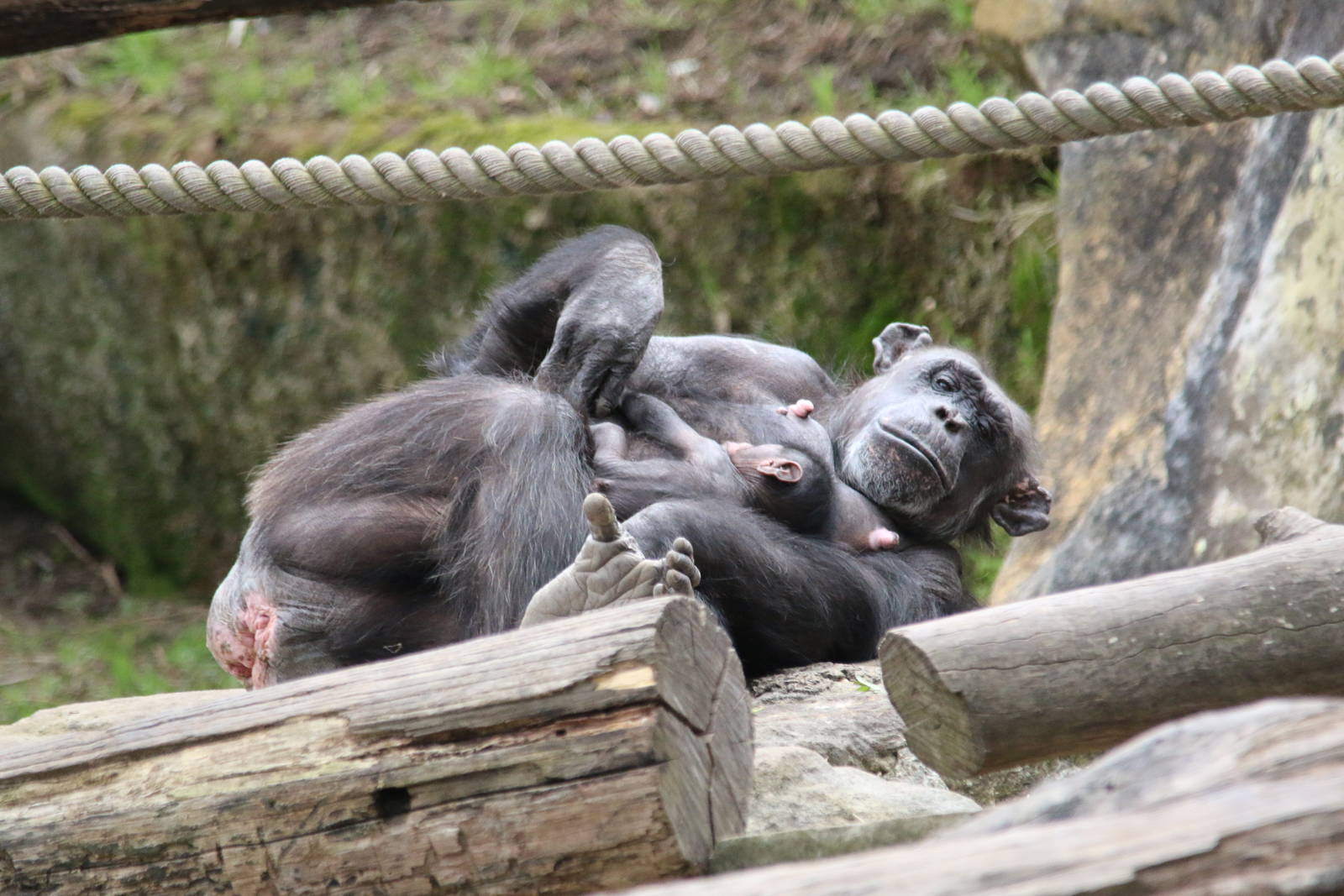 Chimpanzees Relaxing