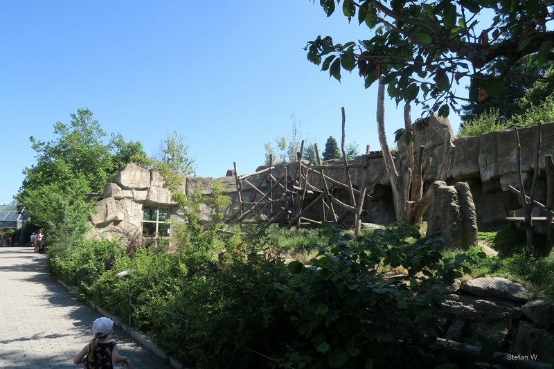 Chimpanzees - right outside enclosure