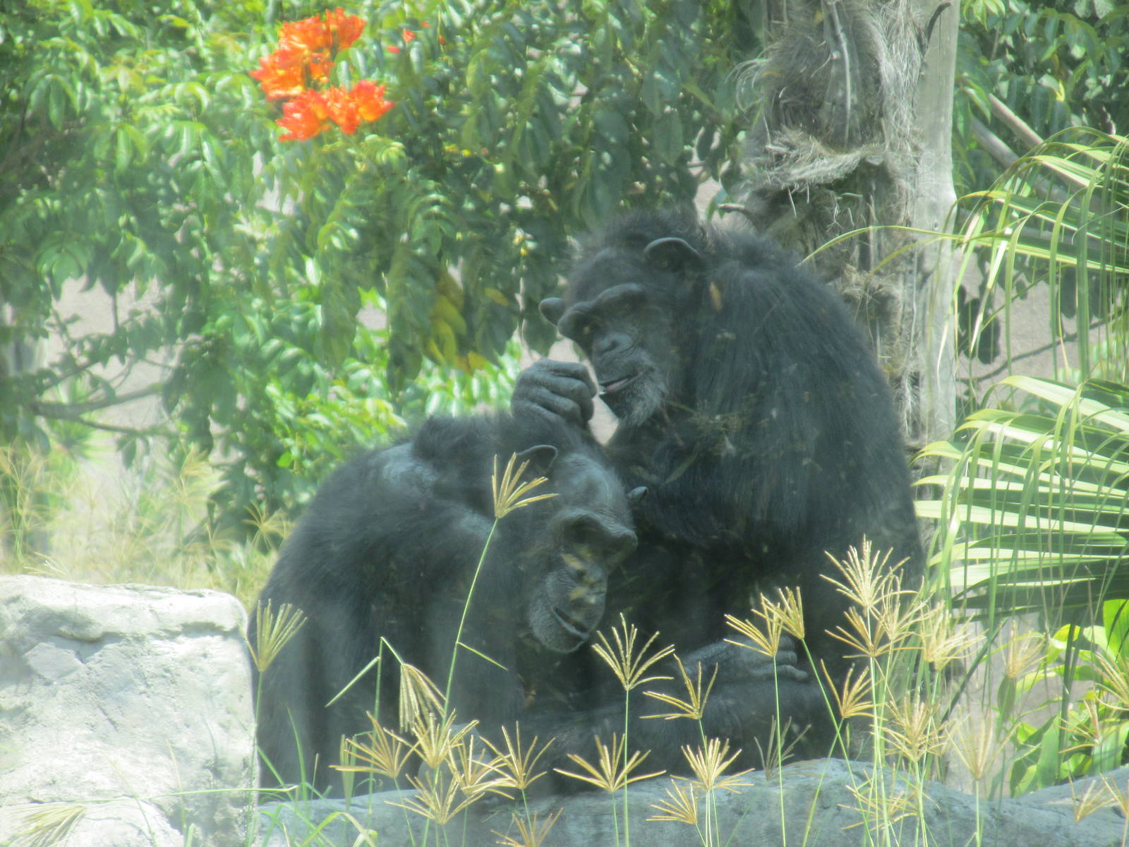 chimpanzees san juan de aragon zoo