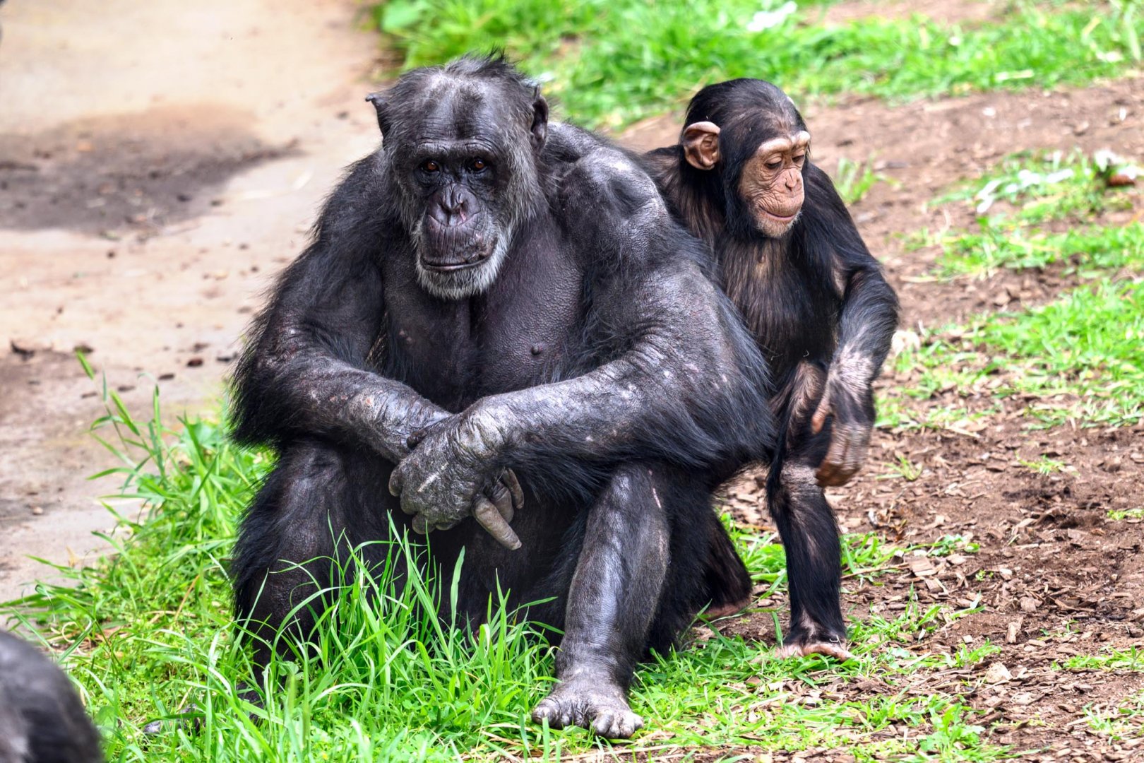 Chimpanzees 'Sandali' and 'Happy'