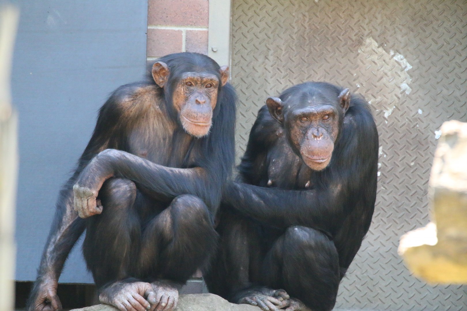 Chimpanzees - Sembe and Naomi
