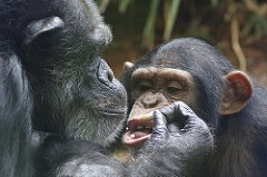 Chimpanzee's sharing a treat