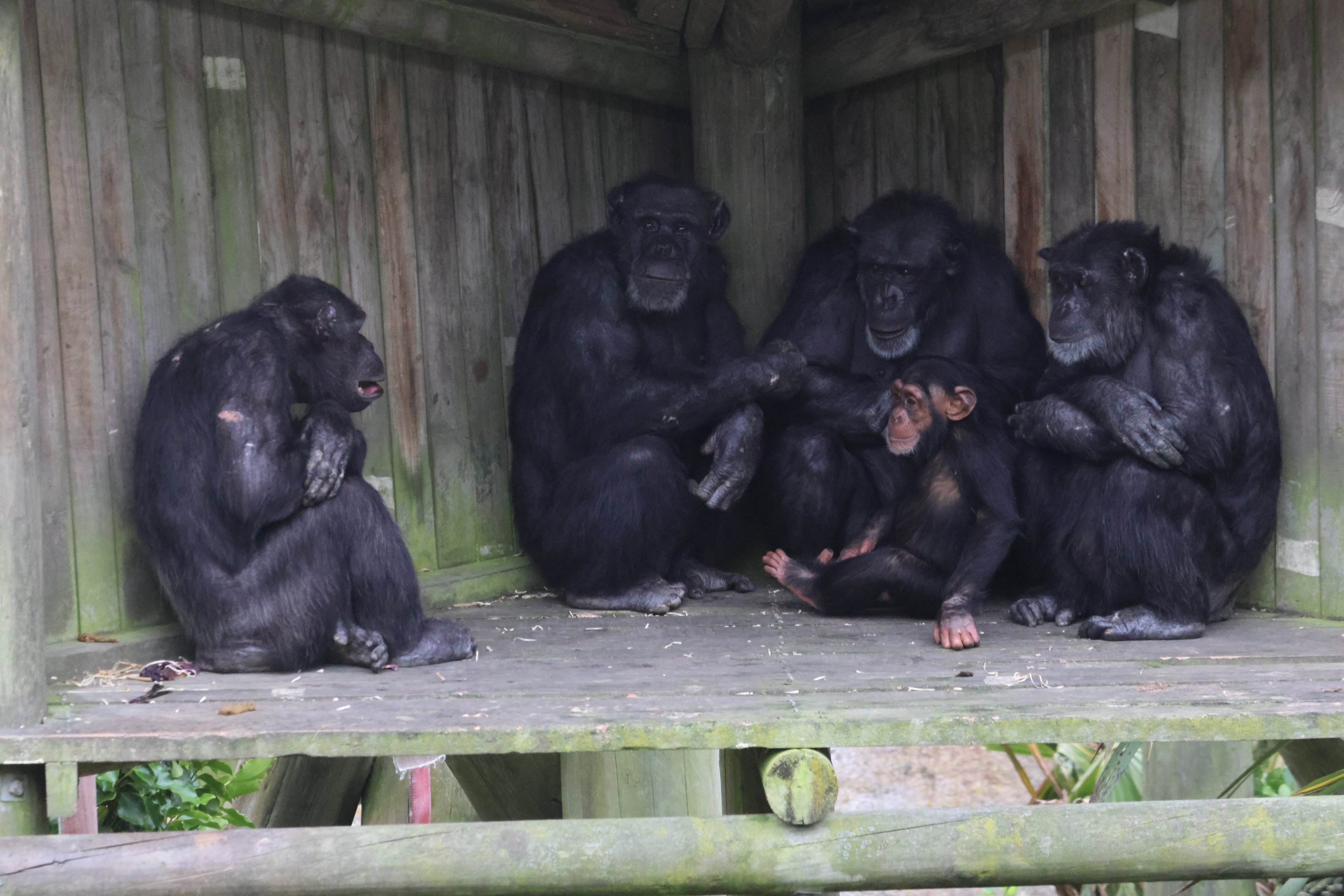 Chimpanzees sheltering from cold weather