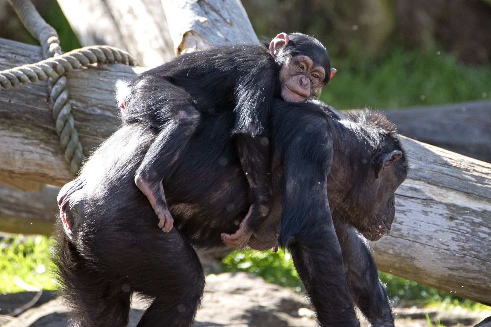 Chimpanzees 'Shiba' and 'Safiri'