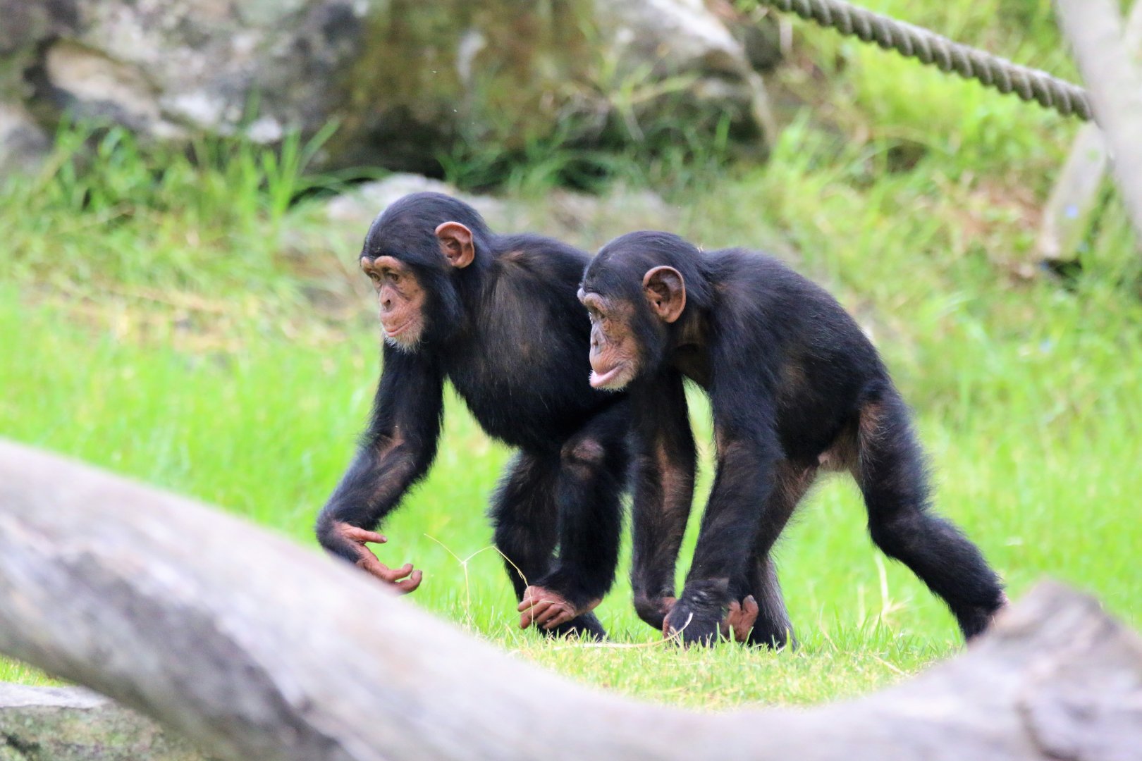 Chimpanzees - Sudi and Fumo