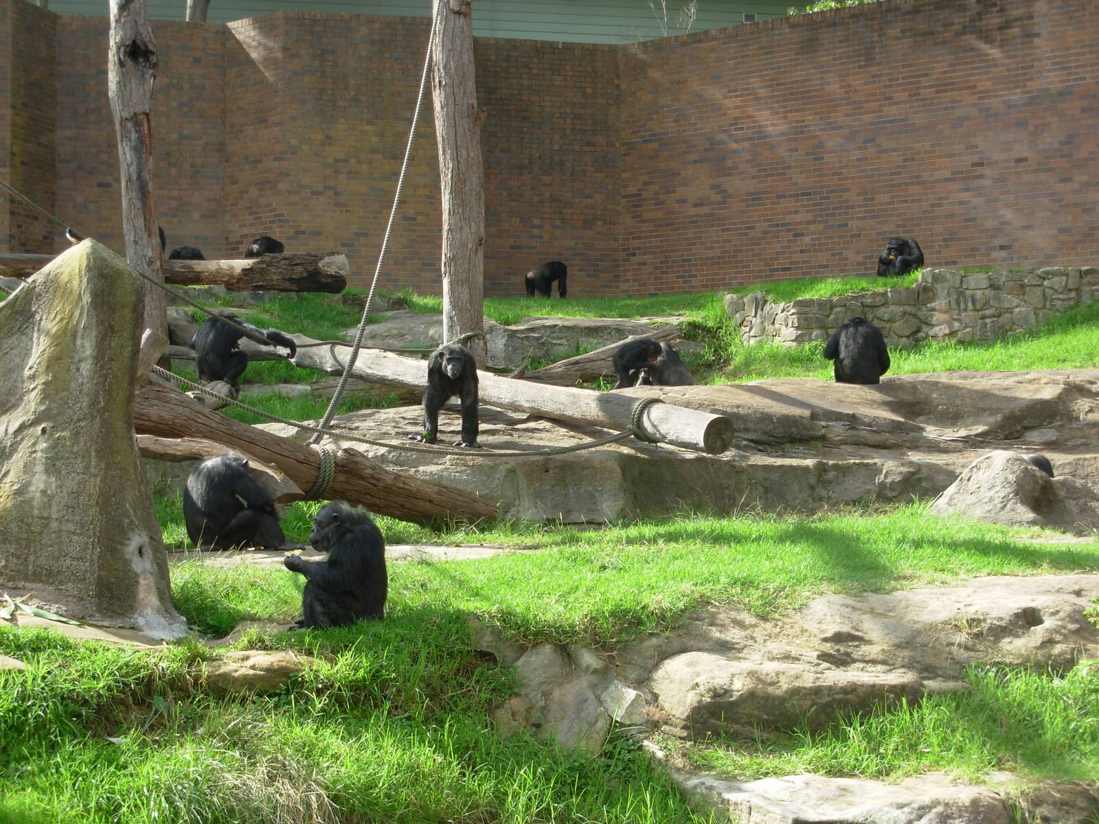 Chimpanzees - Taronga Zoo