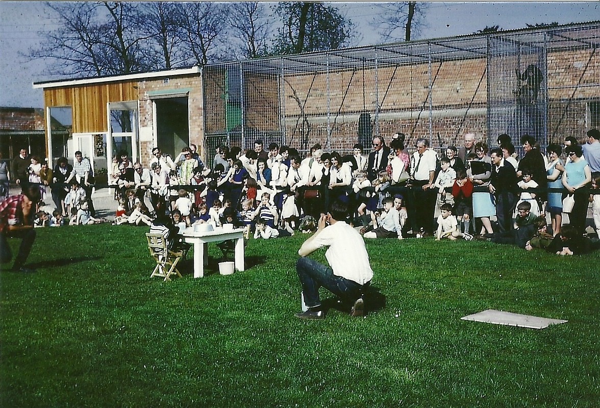Chimpanzees' Tea Party 1966