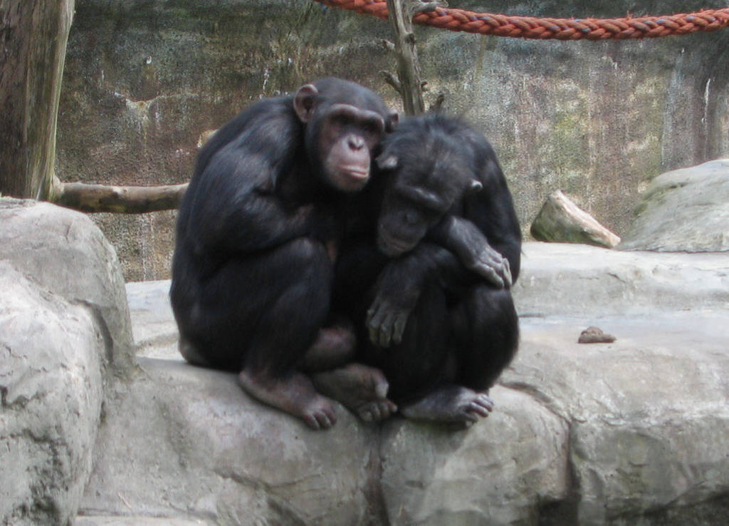 Chimpanzees - trying to keep warm at Wellington Zoo