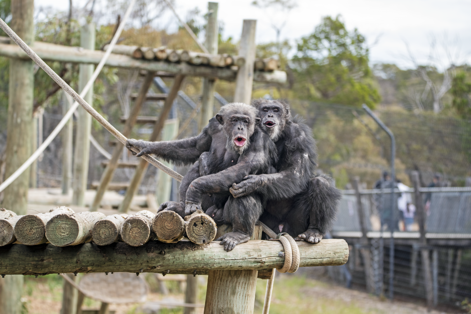 Chimpanzees 'Tsotsi' and 'Sandali'