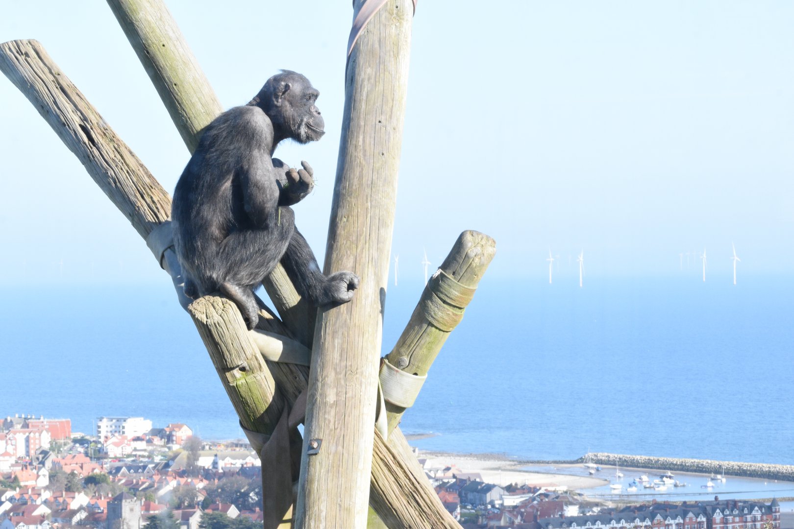 Chimpanzees view over Colwyn Bay