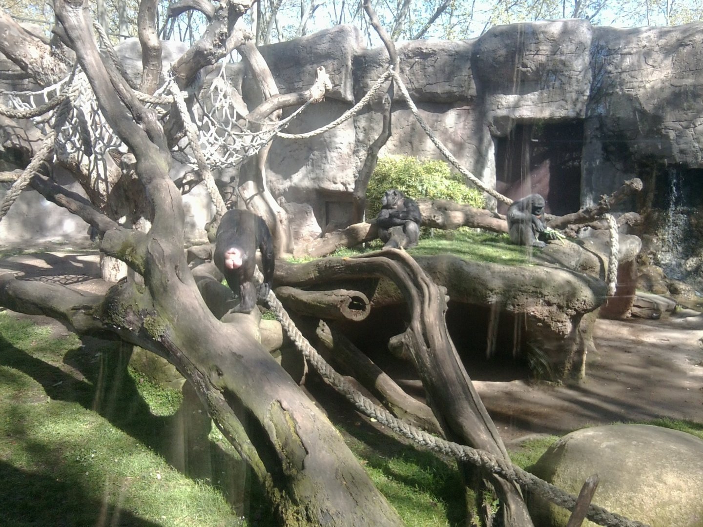 Chimpanzees (Western)