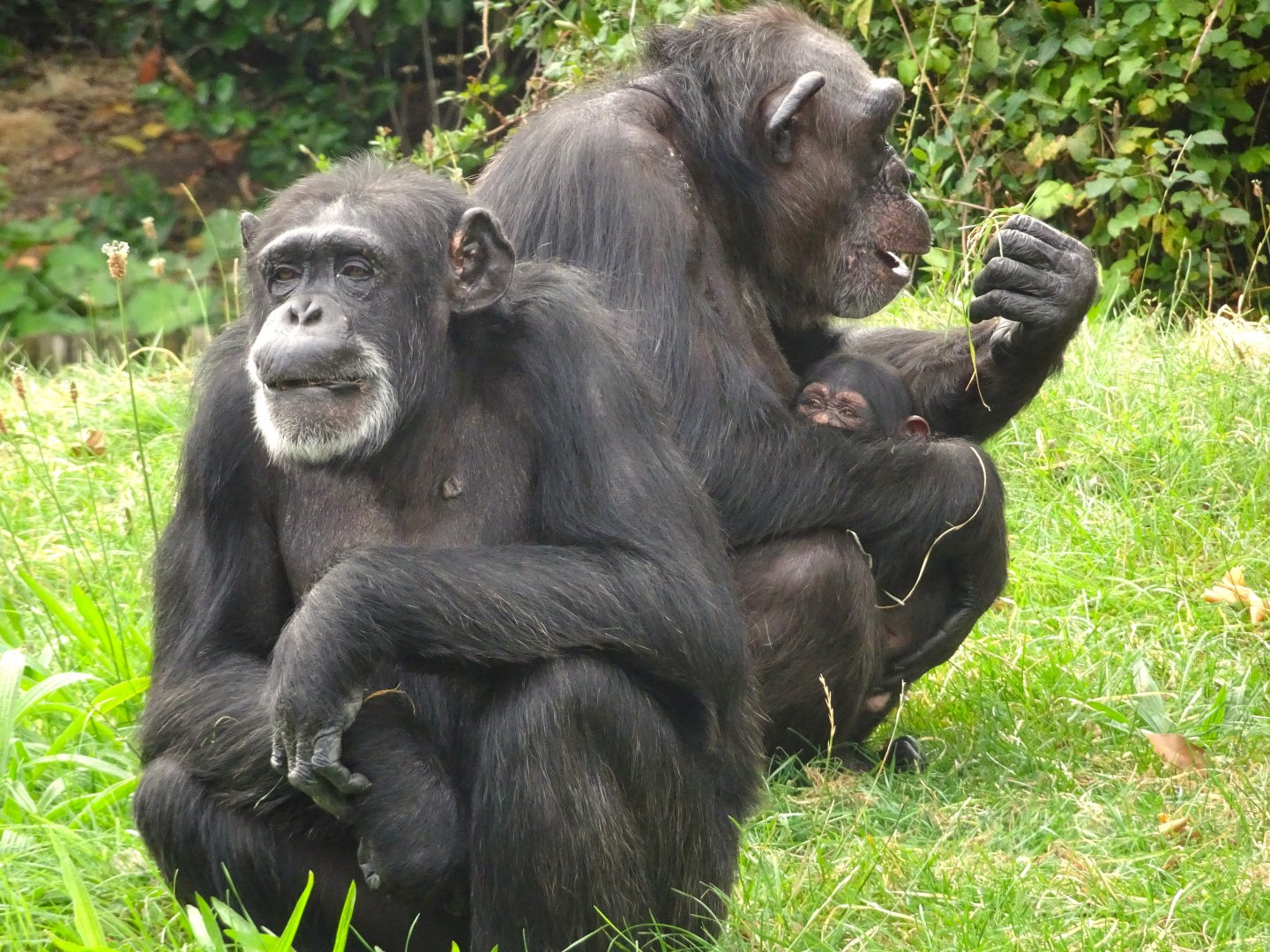 Chimpanzees with baby 16 August 2025