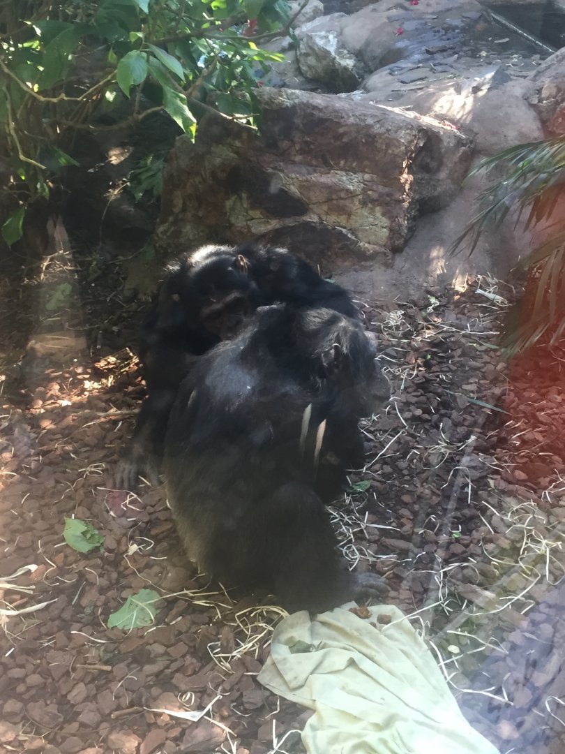 Chimpanzees with baby