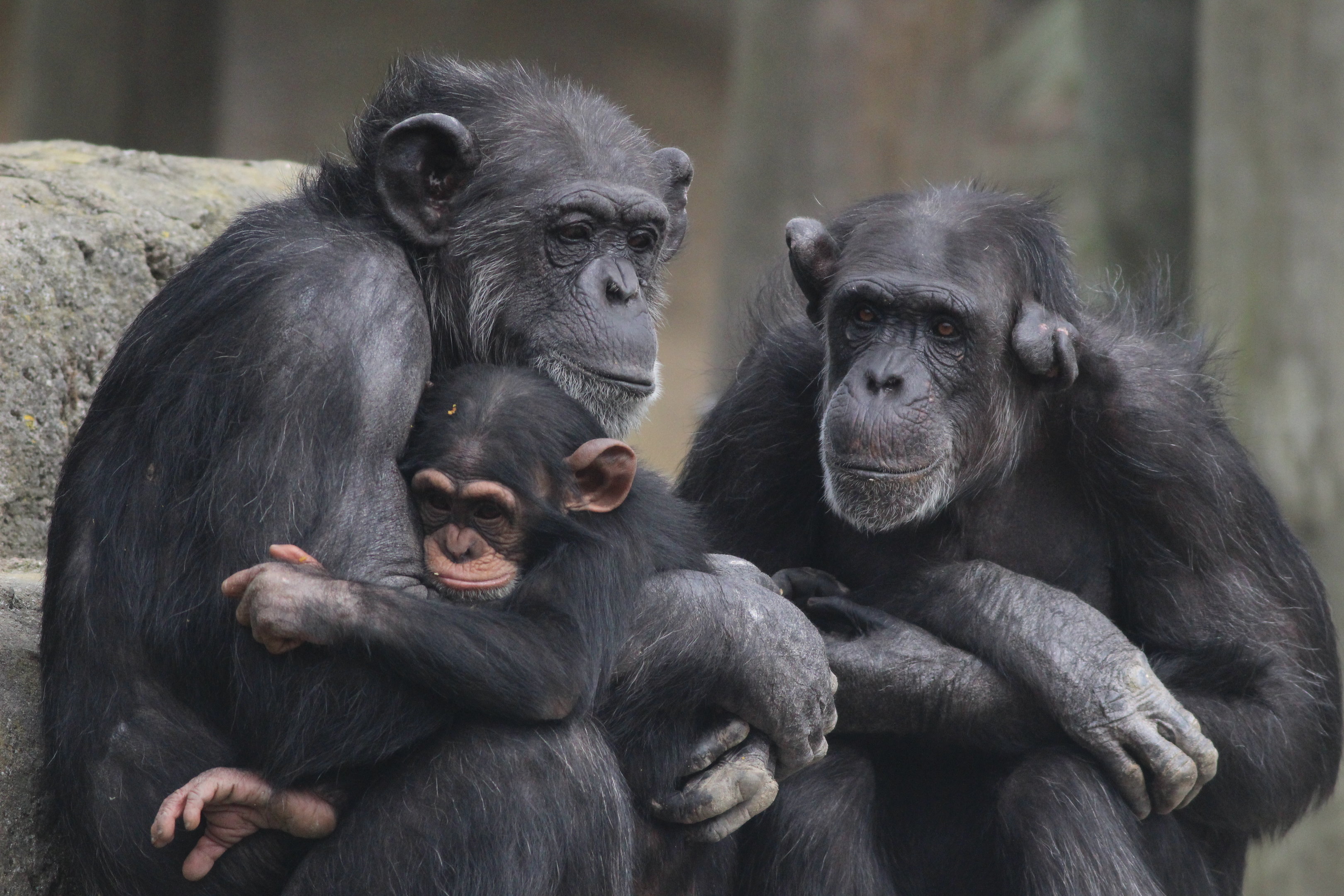 Chimpanzees with baby