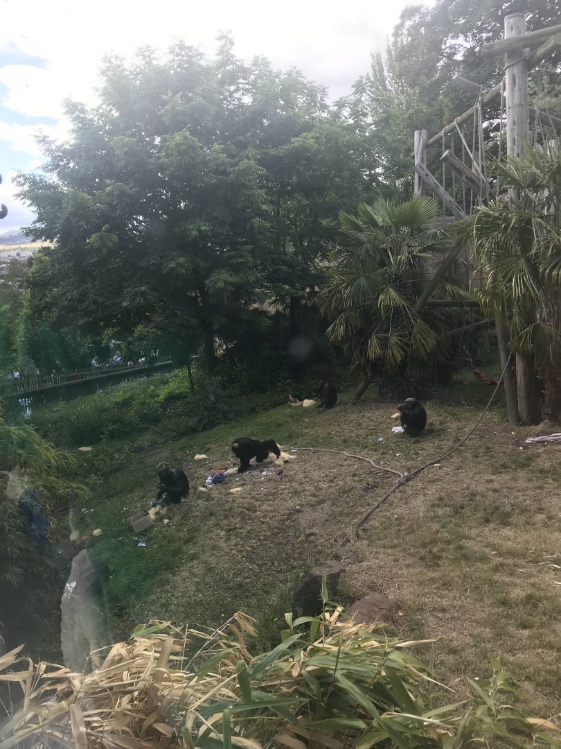 Chimpanzees with enrichment