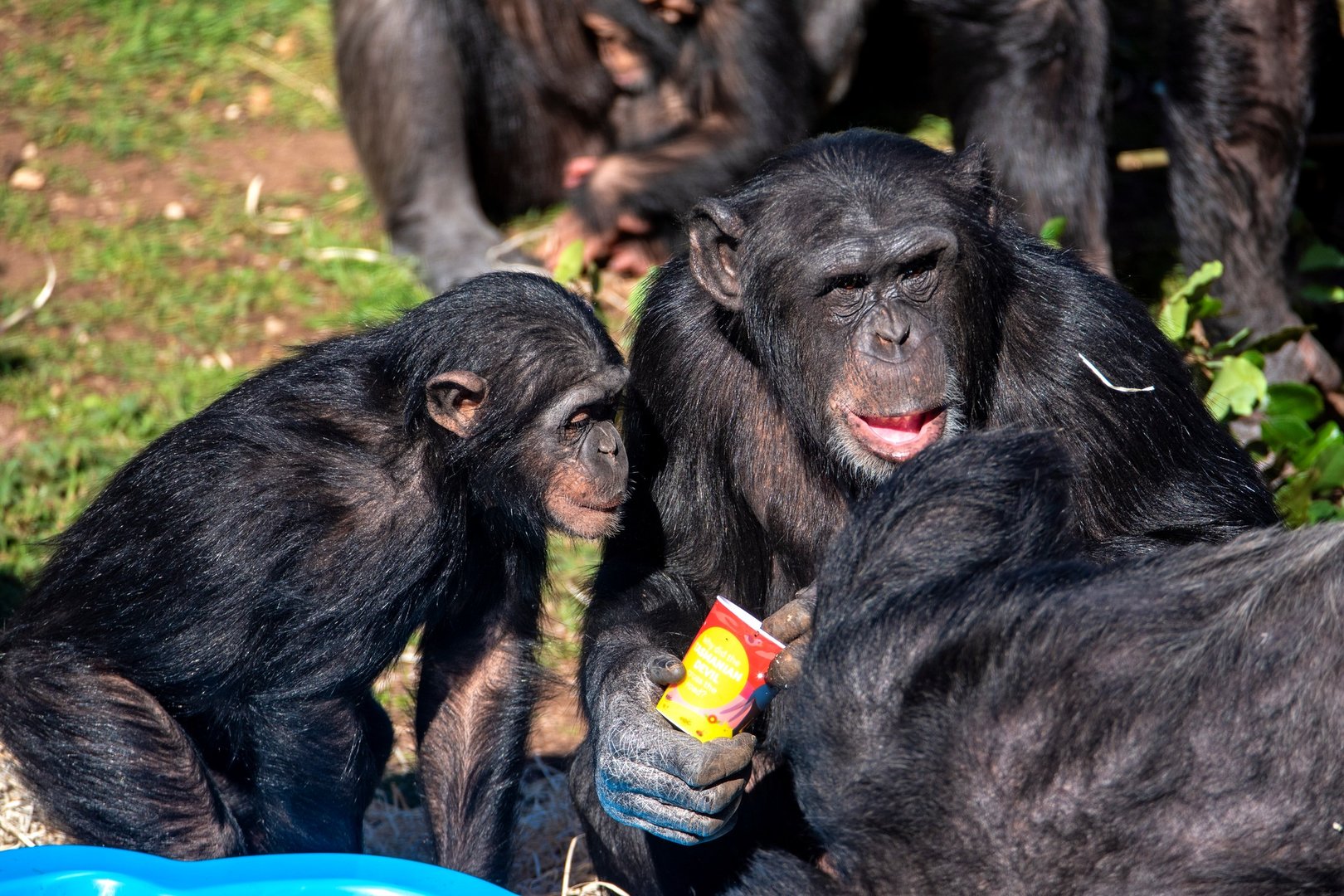 Chimpanzees 'Zola' and 'Enzi'