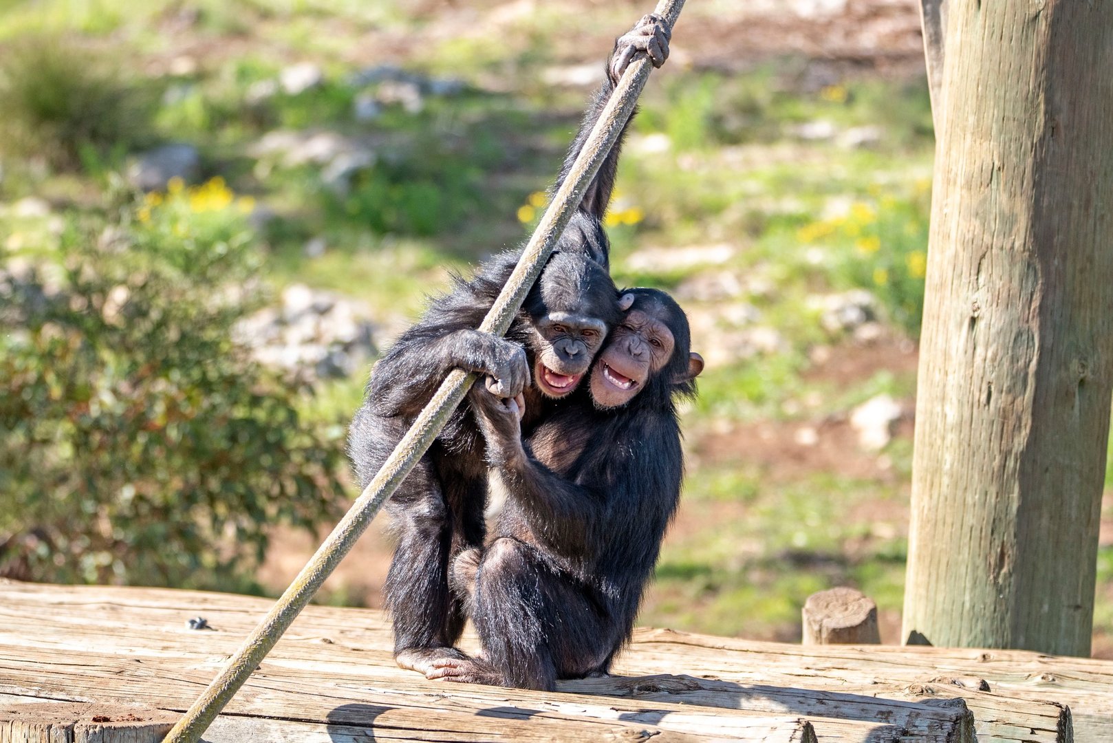 Chimpanzees 'Zola' and 'Hope'