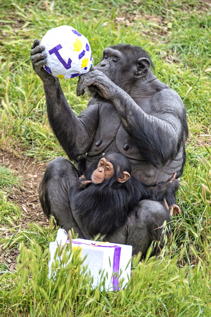 Chimpanzees 'Zombi' and 'Zola'