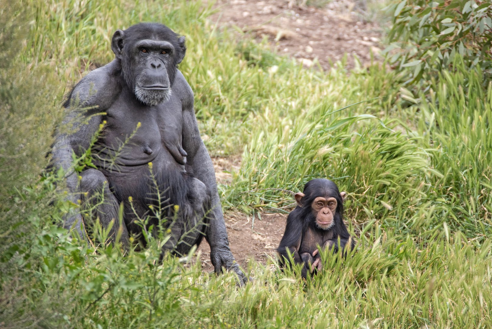 Chimpanzees 'Zombi' and 'Zola'