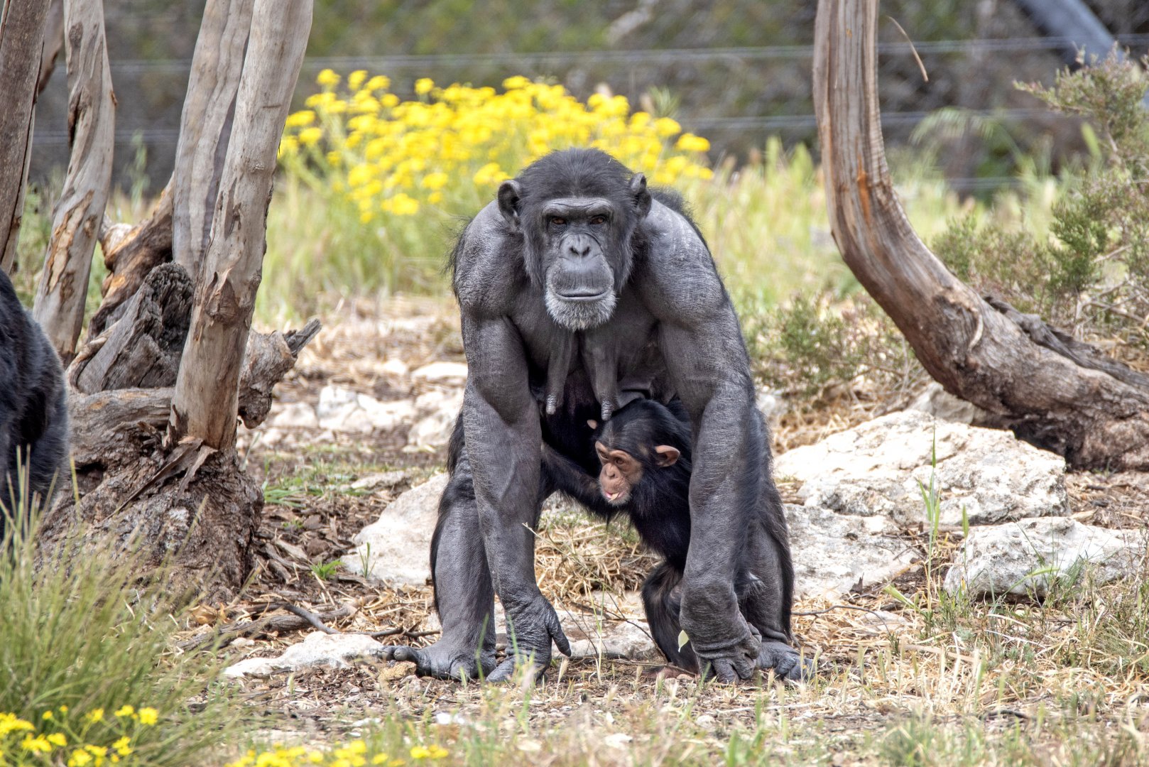 Chimpanzees 'Zombi' and 'Zola'
