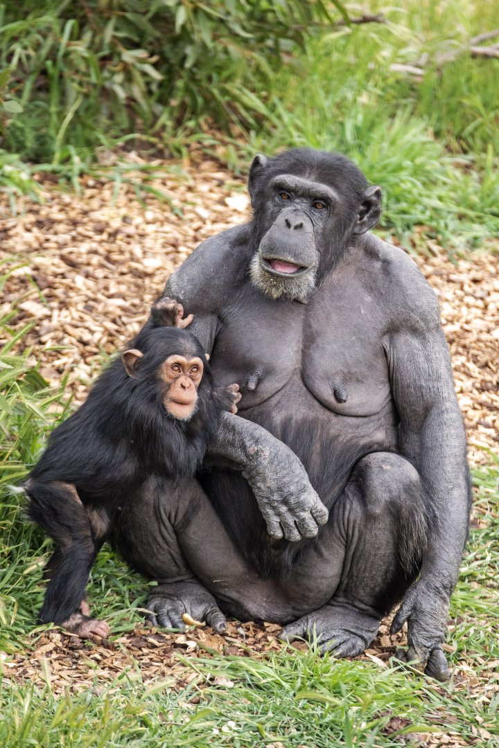 Chimpanzees 'Zombi' and 'Zola'