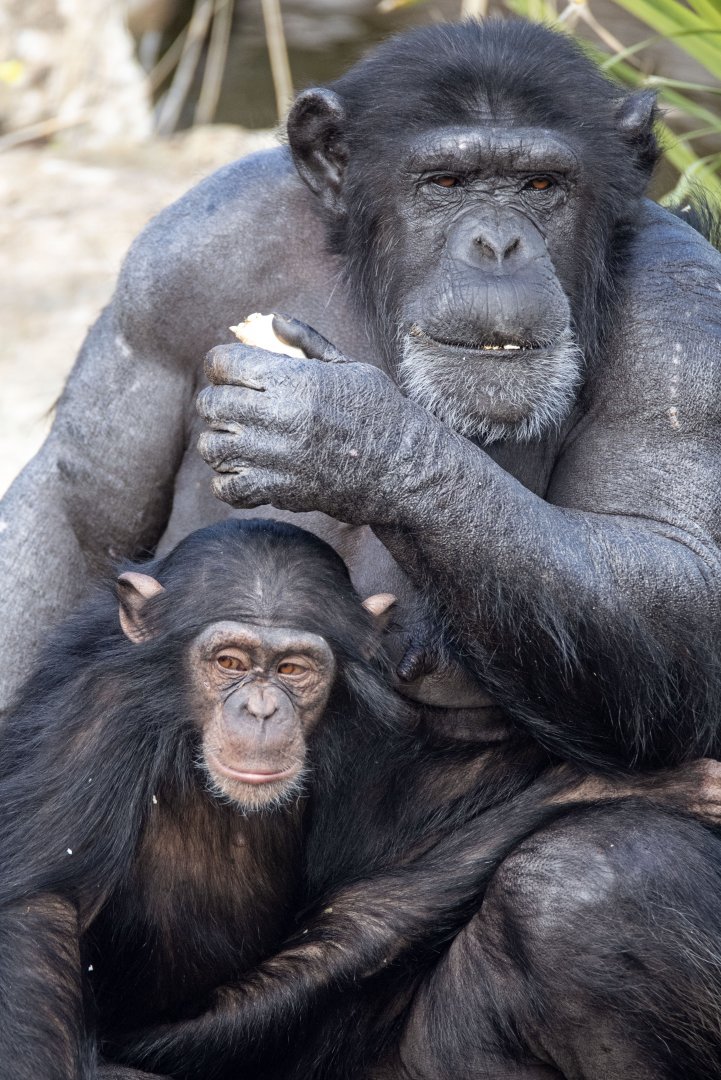 Chimpanzees 'Zombi' and 'Zola'