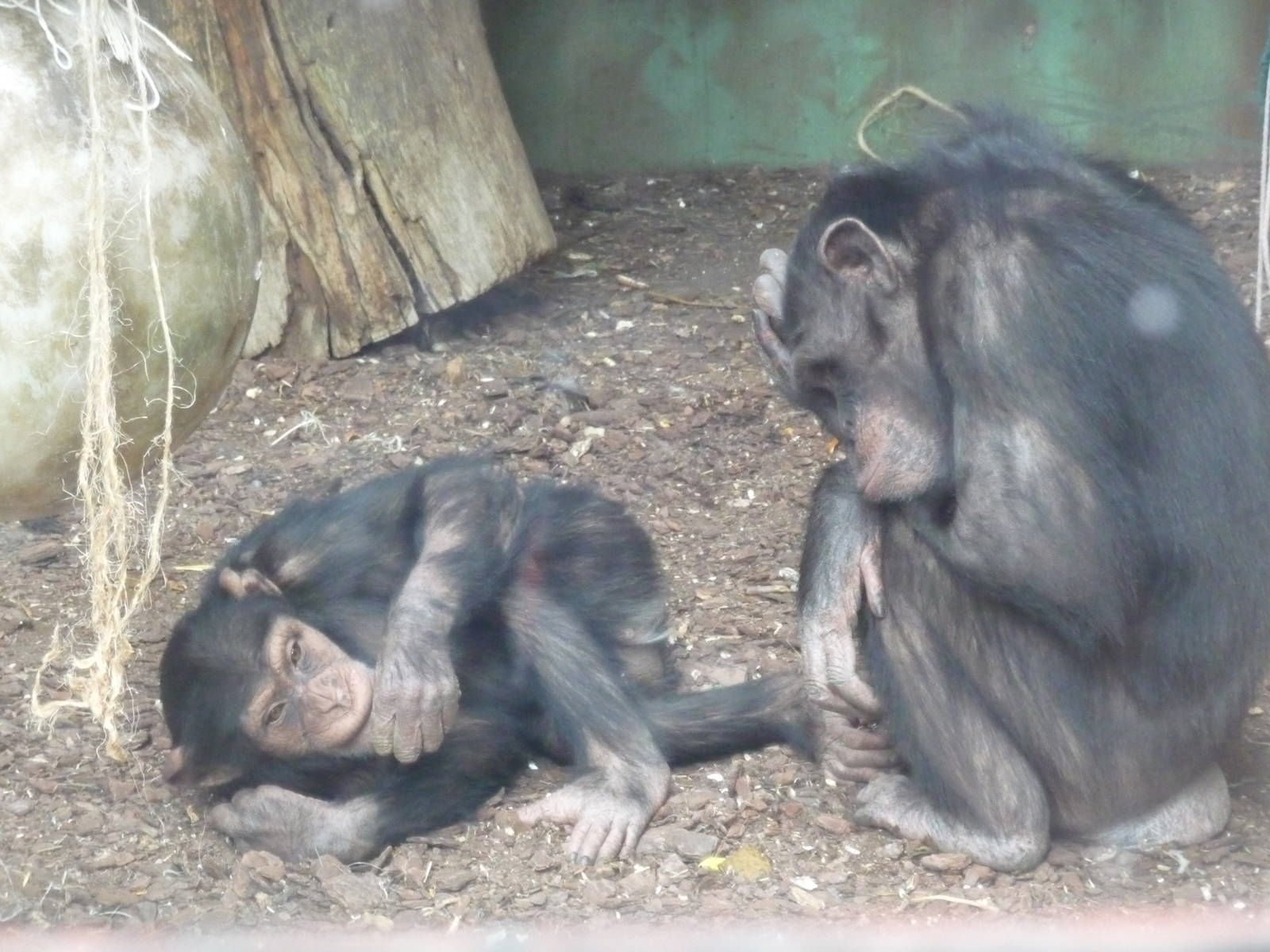 CHIMPANZEES ZOO DE BUENOS AIRES