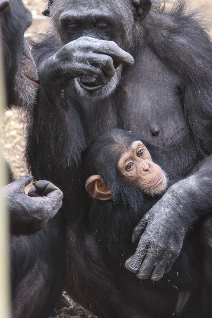 Chimpanzees 'Zuri', 'Hannah' and 'Happy'