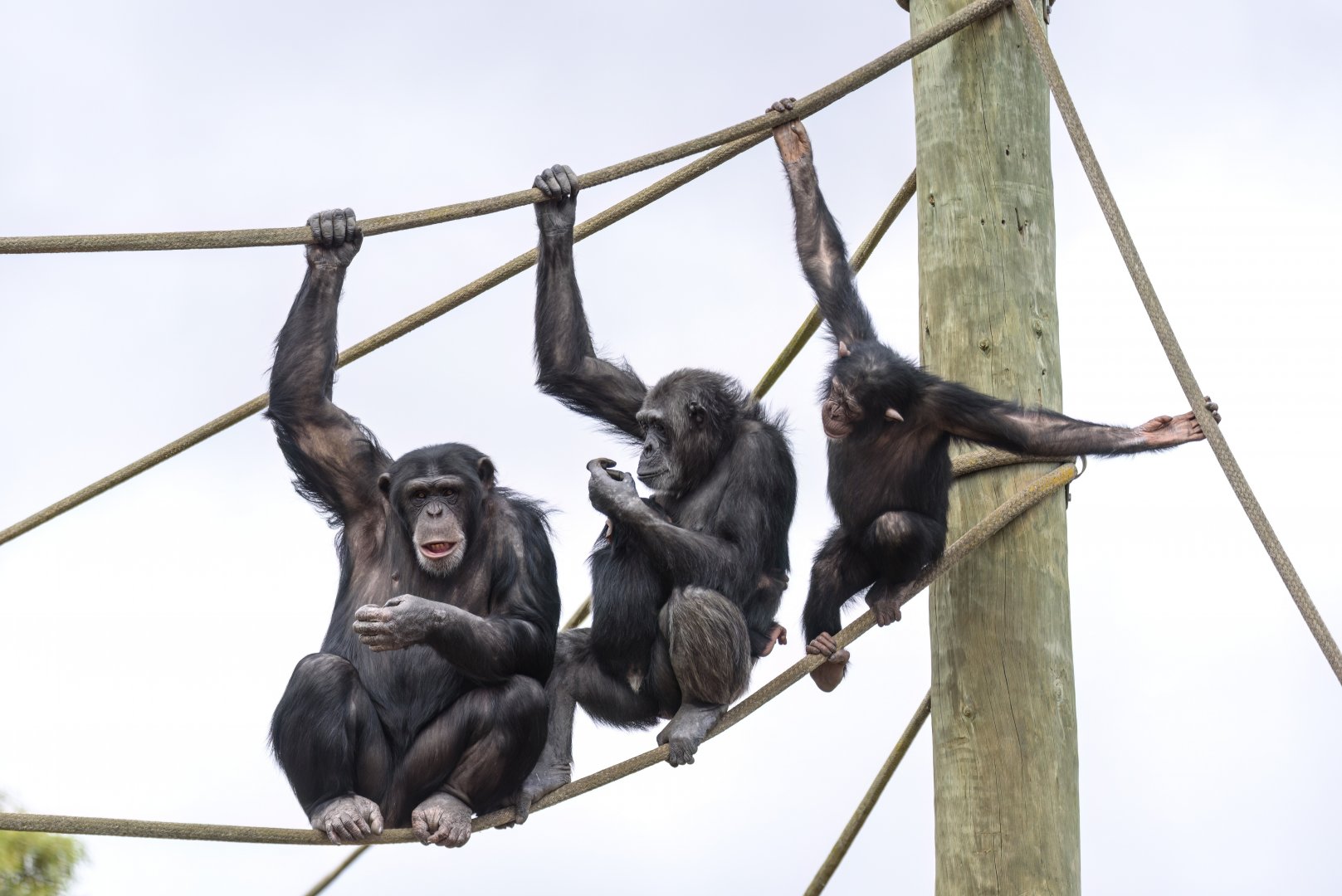 Chimpanzees 'Zuri', 'Hannah', 'Happy' and 'Hope'