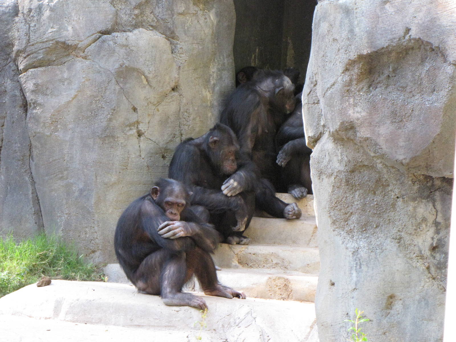 Chimpanzees